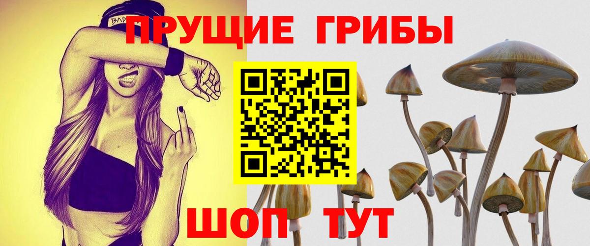 Псилоцибиновые грибы Psilocybe Ессентуки